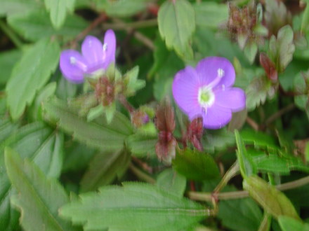 Veronica pedunculata (Veronica pedunculata)