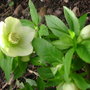 Helleborus orientalis (Lenten rose)