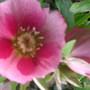 Helleborus orientalis (Lenten rose)