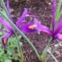 Irises_2