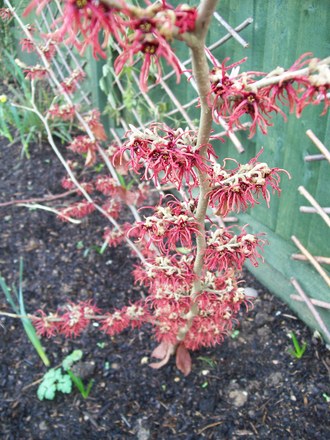 Witch Hazel (Hamamelis x intermedia)