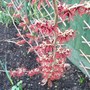 Hamamelis x intermedia