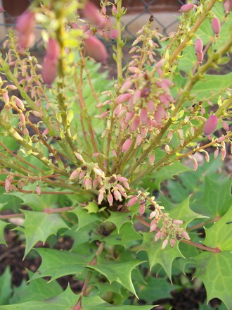 Mahonia (Mahonia japonica (Mahonia))
