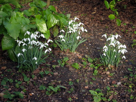 Snowdrops (Galanthus nivalis (Common snowdrop))