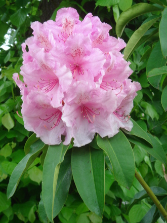 Rhododendron May 2007 (Rhododendron racemosum)
