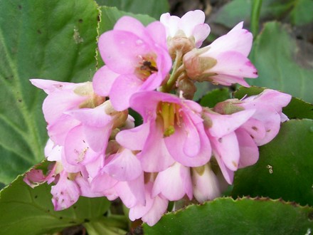Bergenia  (Bergenia cordifolia (Elephant's ears))
