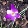 Crocus vernus (Dutch crocus)