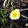 Crocus chrysanthus (Crocus)