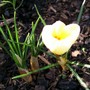 Crocus chrysanthus (Crocus)