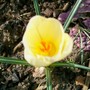 Crocus chrysanthus (Crocus)