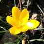 Crocus vernus (Dutch crocus)