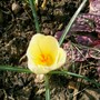 Crocus 'Cream Beauty' (Crocus chrysanthus (Crocus))