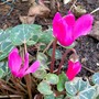 Cyclamen jan 08 (Cyclamen hederifolium)