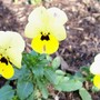 Viola cornuta