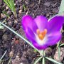 Crocus vernus (Dutch crocus)