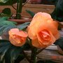 Begonia