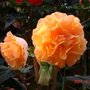 Begonia