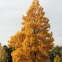 More autumn at Wisley