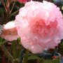 Begonia