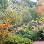 A garden flower photo