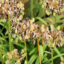 The attractive seed heads of Agapanthus (Agapanthus campanulatus (African blue lily))