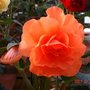 Begonia