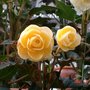 Begonia