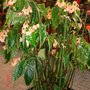 Begonia