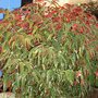 Begonia