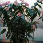 Begonia