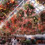 Begonia