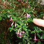Tiny Fuchsia