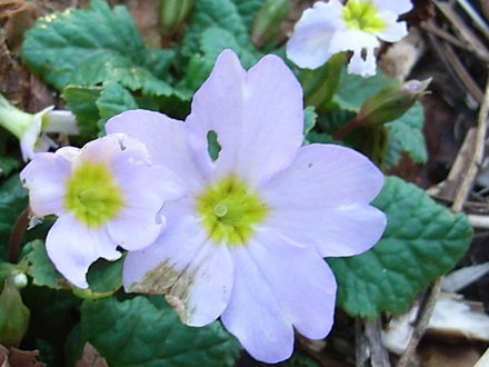 Primula vulgaris sibthorpii (Primula vulgaris sibthorpii)