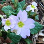 Primula vulgaris sibthorpii