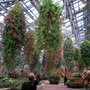 Hanging Petunias