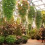 Hanging Petunias over Begonias