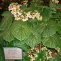 Begonia Poplar