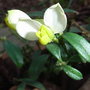 Polygala_chamaebuxus__alba_