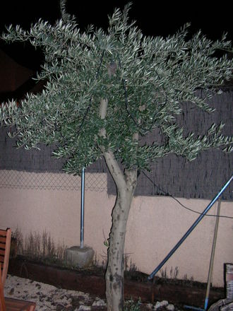 OLIVE