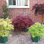 "My Precious!" (Acer palmatums & Laurus nobilis)