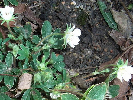 Potentilla alba (Potentilla alba)