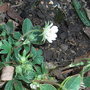 Potentilla_alba