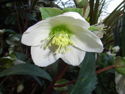 Helleborus x ericsmithii (Helleborus x ericsmithii)