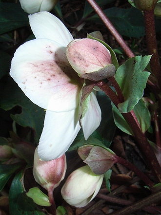 Helleborus x ericsmithii (Helleborus x ericsmithii)