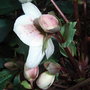 Helleborus_x_ericsmithii_2
