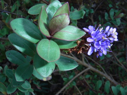 Hebe 'Autumn Glory' (Hebe 'Autumn Glory')