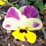 Winter Viola (Viola cornuta (Horned violet))