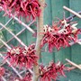 Hamamelis x intermedia