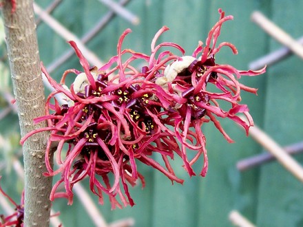 Witch Hazel (Hamamelis x intermedia)