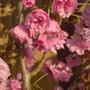 cherry tree (Kansen)